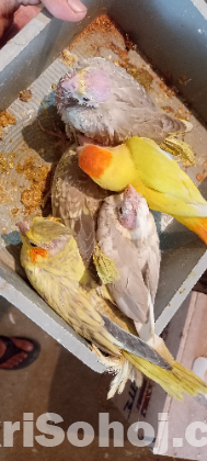 ককাটেল, লাভবার্ড,বাজরিগার